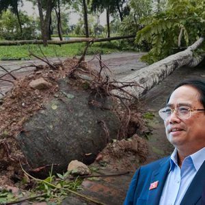 Hàng chục ngàn cây xanh đổ sau bão Yagi, phơi bày nhiều tắc trách